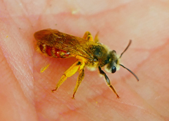 Andrena erythrogaster