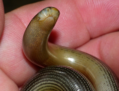 Zambezi Blind Snake photo 2