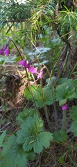 Primula matthioli