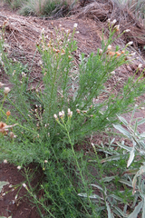 Baccharis ulicina