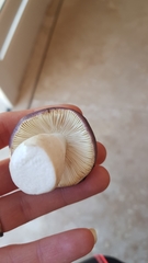 Russula capensis