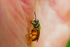 Andrena erythrogaster