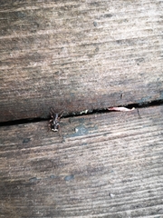 Thanasimus undatulus