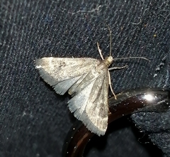 Loxostegopsis merrickalis