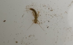 Chloroperla
