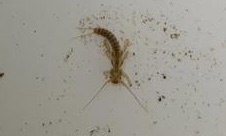 Chloroperla