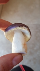 Russula capensis