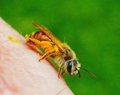 Andrena erythrogaster