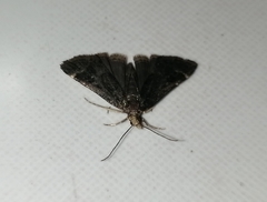 Loxostegopsis merrickalis