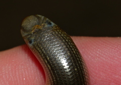 Zambezi Blind Snake photo 4