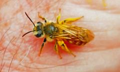 Andrena erythrogaster