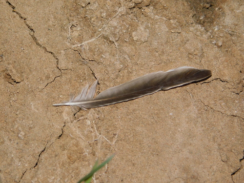 Plume de Hirondelle de rivage