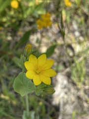 Blackstonia perfoliata