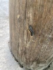 Euproctis chrysorrhoea