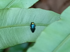 Endelus cupido