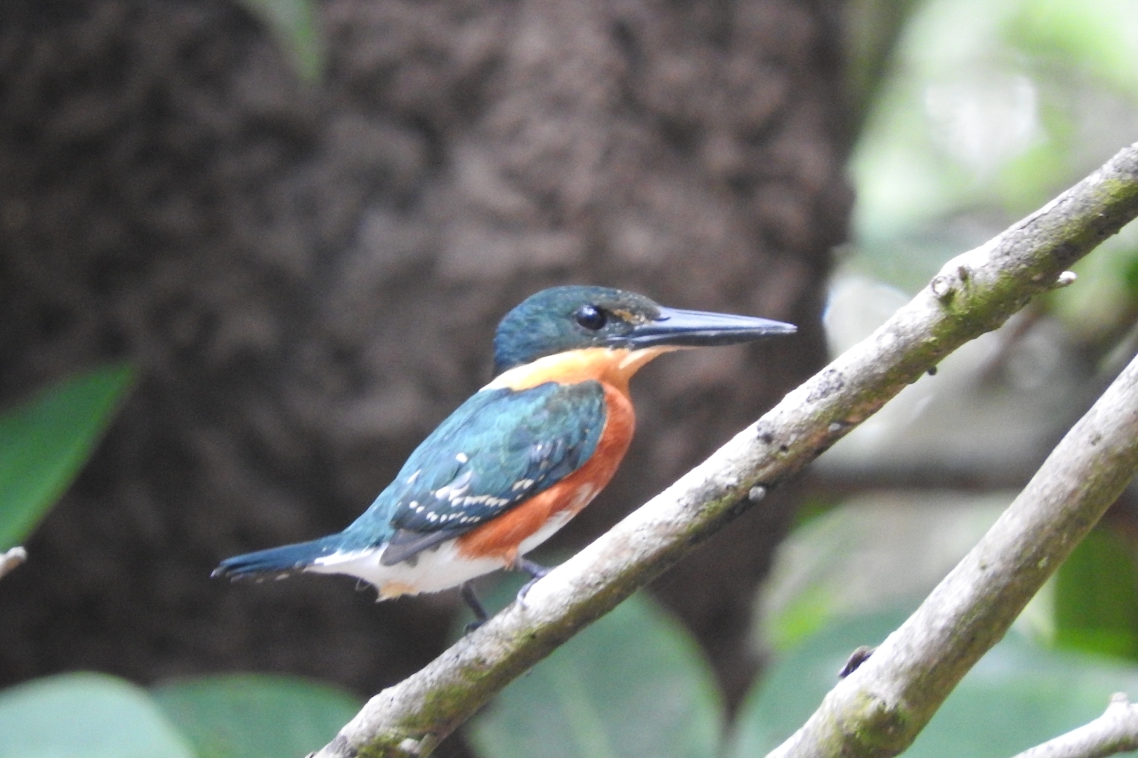 American Pygmy Kingfisher (Chloroceryle aenea)