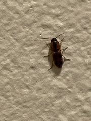 Aeolus mellillus