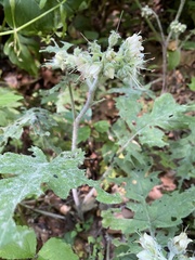 Hydrophyllum macrophyllum