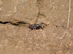 Modicogryllus frontalis