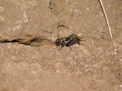 Modicogryllus frontalis