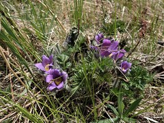 Pulsatilla ambigua