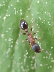 Leptothorax