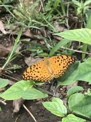 Phalanta phalantha phalantha