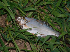 Blicca bjoerkna