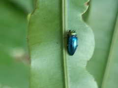 Endelus cupido