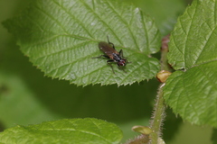 Cordilura