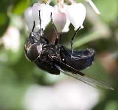 Copestylum violaceum