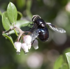 Copestylum violaceum
