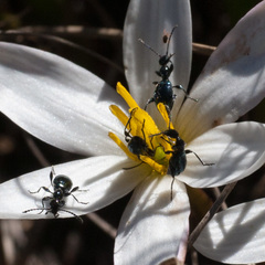 Anthelephila caerulea
