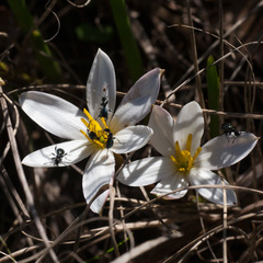 Anthelephila caerulea