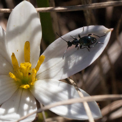 Anthelephila caerulea