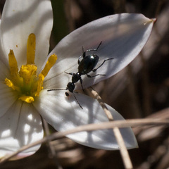 Anthelephila caerulea