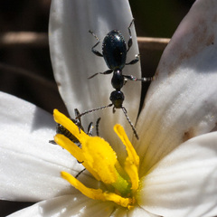 Anthelephila caerulea