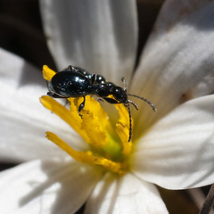 Anthelephila caerulea