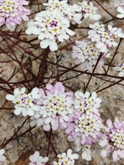 Iberis ciliata