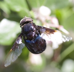 Copestylum violaceum