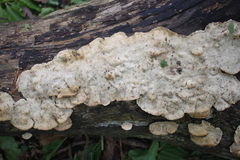 Bjerkandera adusta