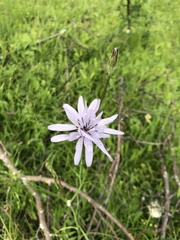 Scorzonera rosea