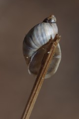 Succinea campestris