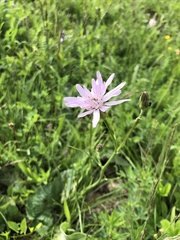 Scorzonera rosea