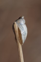 Succinea campestris