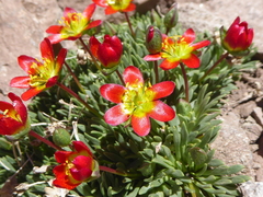 Calandrinia caespitosa