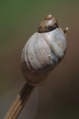 Succinea campestris