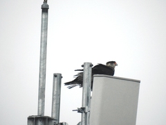 Caracara plancus