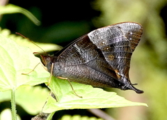 Corades pannonia
