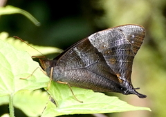 Corades pannonia